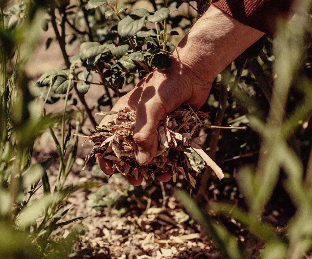 Add mulch to your garden beds to lock in moisture and keep roots cool on hot day