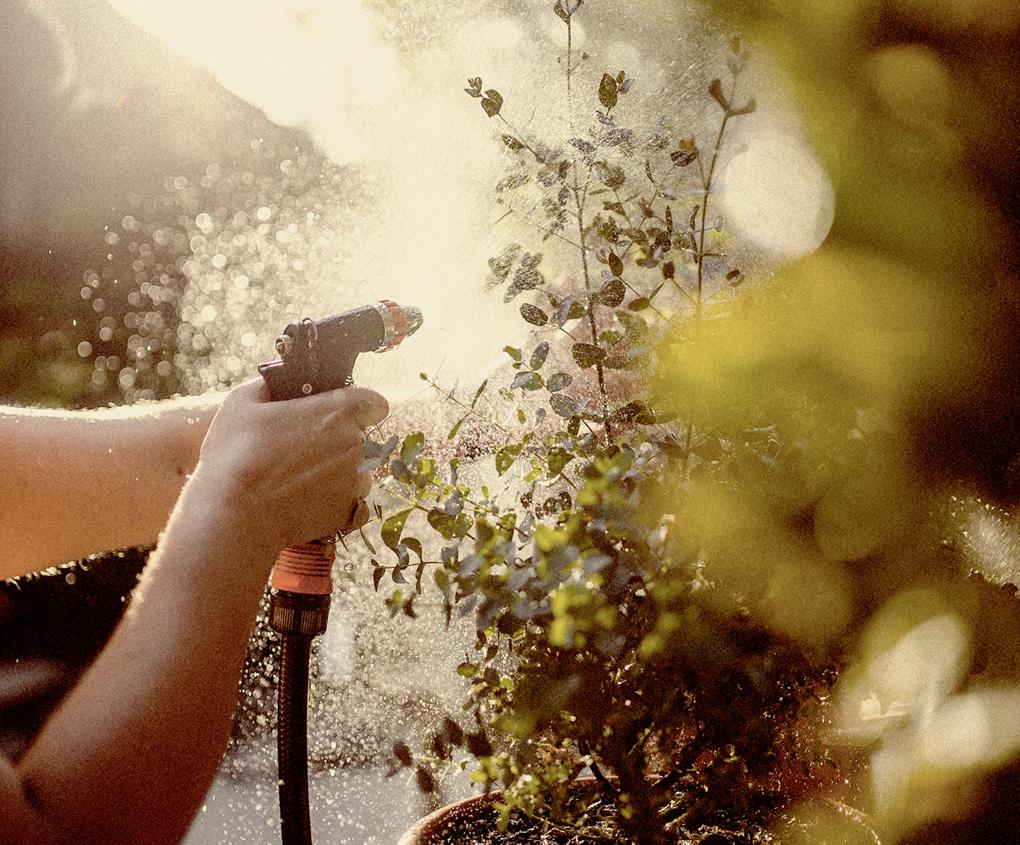 Water gardens early (5-10AM) to beat evaporation.