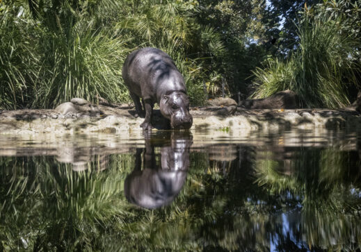 A Hippo at Melbourne Zoo drinking from an enclosure pool