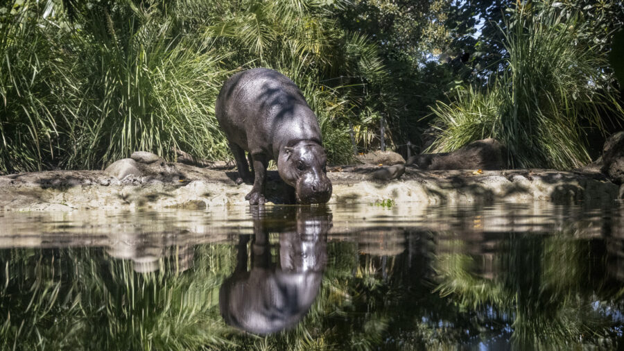 Image for Zoos Victoria Water Recycling Plant